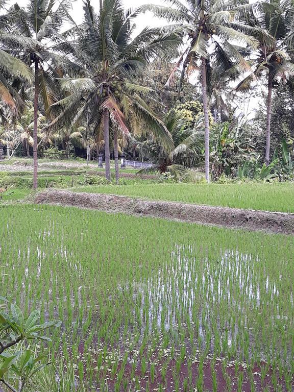Umah Dangin Guest House Ubud Kültér fotó