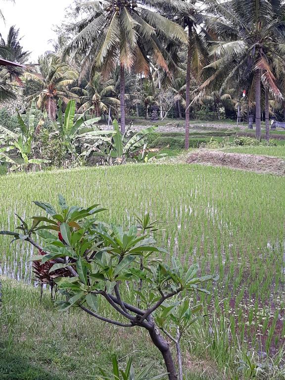 Umah Dangin Guest House Ubud Kültér fotó