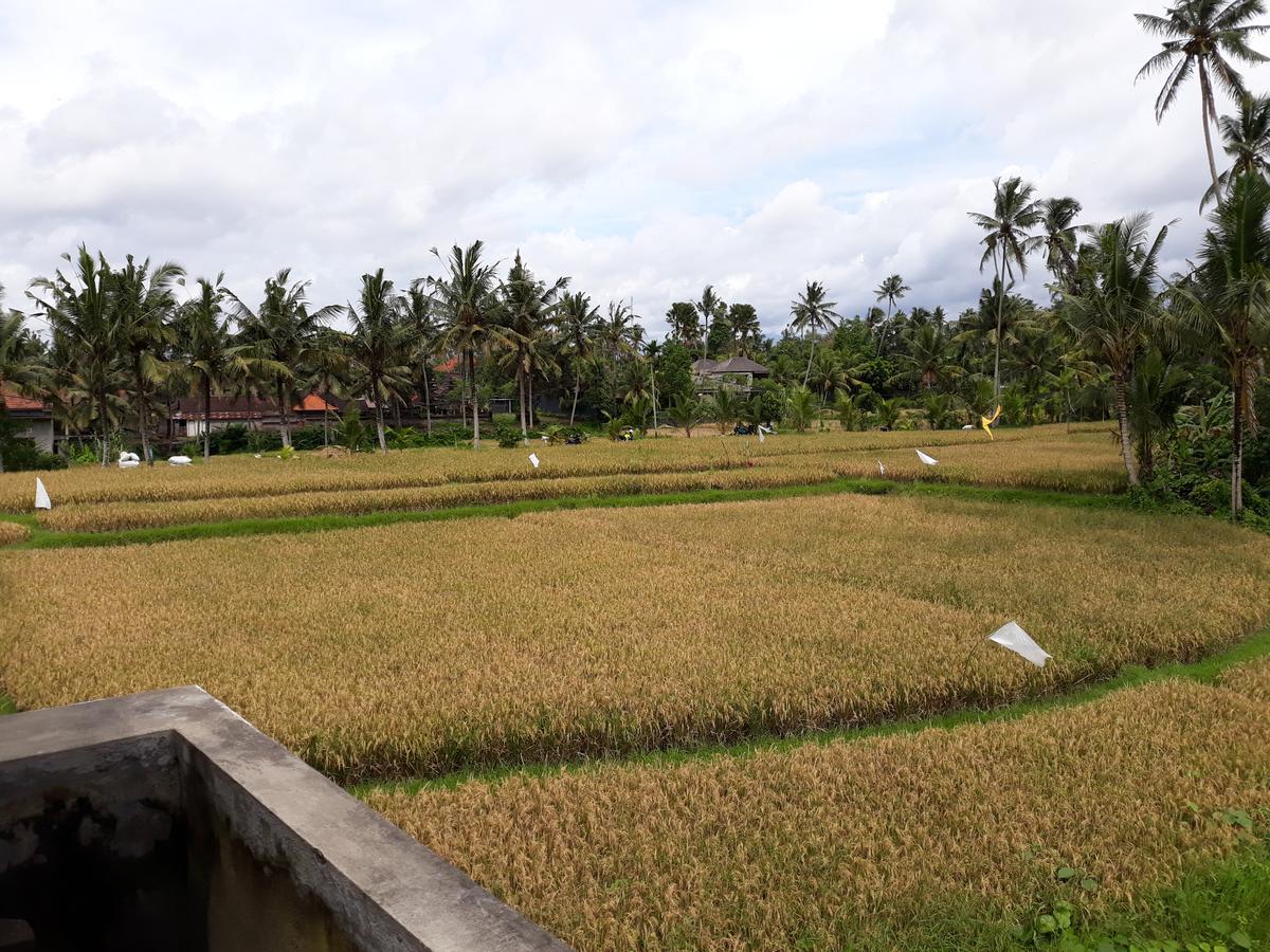 Umah Dangin Guest House Ubud Kültér fotó