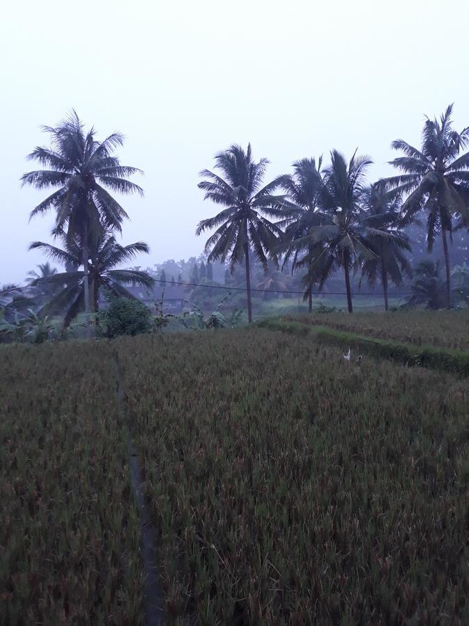 Umah Dangin Guest House Ubud Kültér fotó